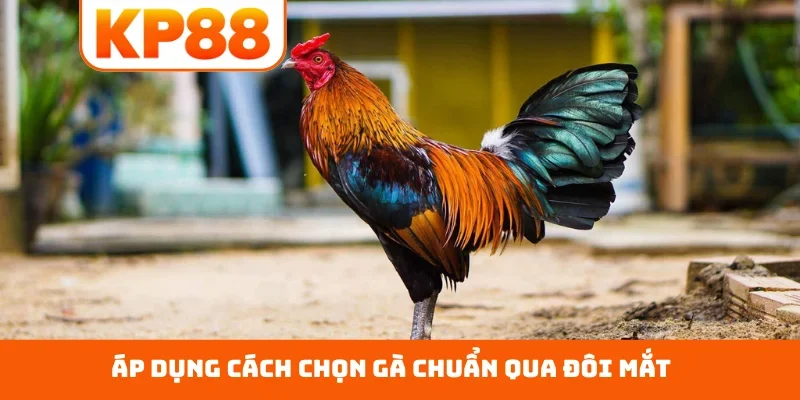 Áp dụng cách chọn gà chuẩn qua đôi mắt