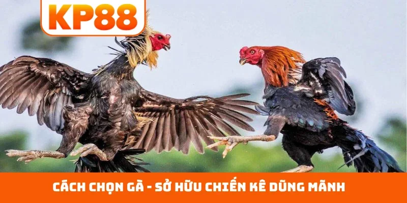 Cách chọn gà