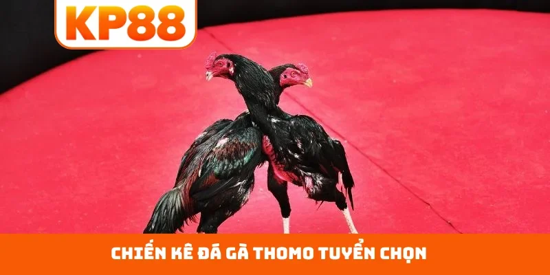 Chiến kê đá gà Thomo tuyển chọn