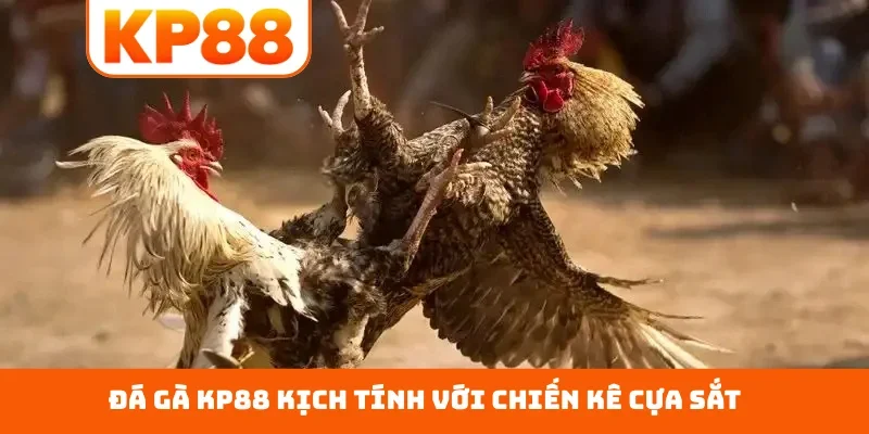 Đá gà KP88 kịch tính với chiến kê cựa sắt