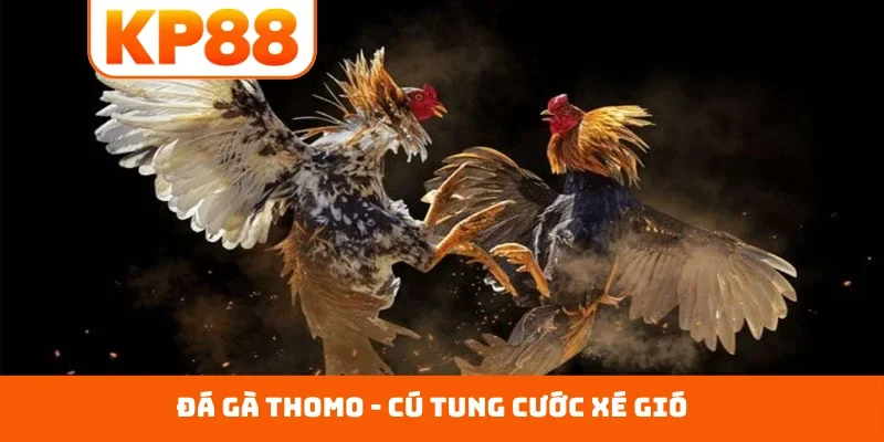 Đá gà Thomo