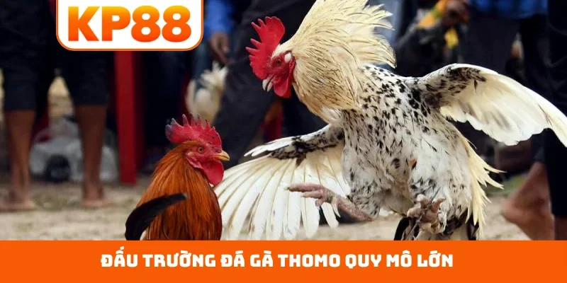 Đấu trường đá gà Thomo quy mô lớn