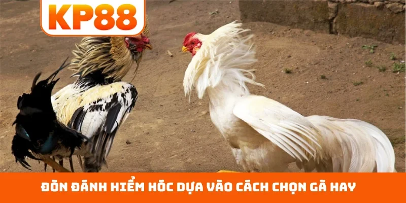 Đòn đánh hiểm hóc dựa vào cách chọn gà hay