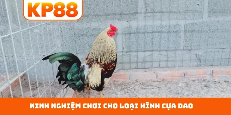 Kinh nghiệm chơi cho loại hình cựa dao