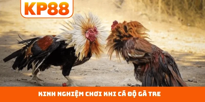Kinh nghiệm chơi khi cá độ gà tre