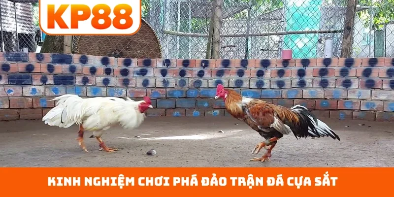 Kinh nghiệm chơi phá đảo trận đá cựa sắt