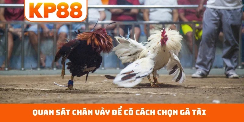 Quan sát chân vảy để có cách chọn gà tài