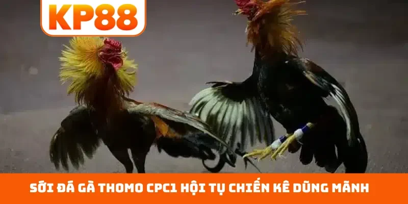 Sới đá gà Thomo CPC1 hội tụ chiến kê dũng mãnh