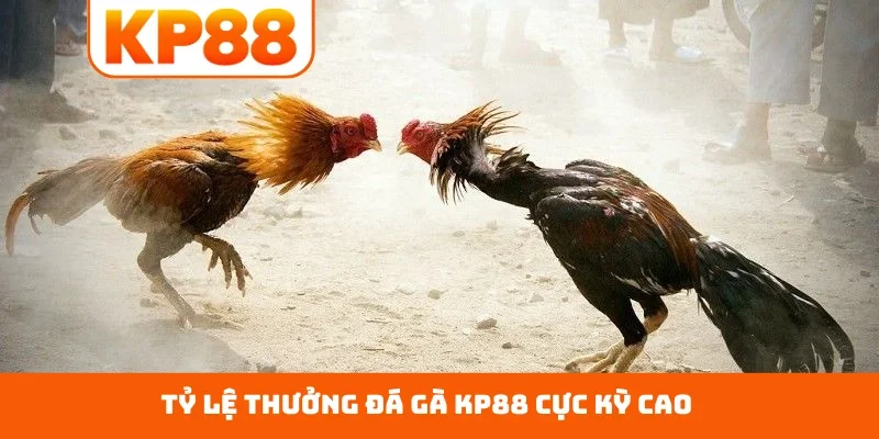 Tỷ lệ thưởng đá gà KP88 cực kỳ cao
